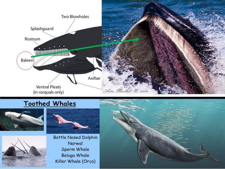 Teacher’s notes IELTS READING WHAT DO WHALES FEEL book 4 reading test 1 ...